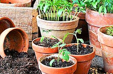 Terms when to plant tomatoes for seedlings in March and what the procedure depends on