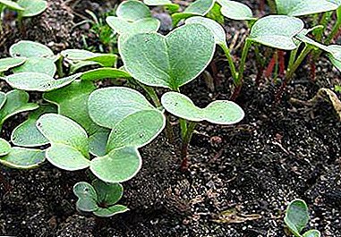 Bedingungen für den Anbau von Radieschen: Wann und wie pflanzt man im Frühjahr auf offenem Boden?