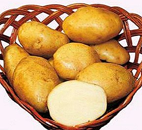 Nejstarší domácí odrůda brambor "Lorch" fotografie a charakteristiky