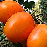 Velho, provado, você pode dizer a clássica variedade de tomates "De Barao Orange"