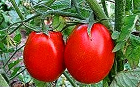 Senoji pažintis „Novice“ - universalios pomidorų rūšies savybės ir aprašymas