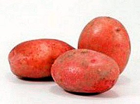 Odporny ziemniak „Margherita”, hod. Holenderskich hodowców - opis odmiany, cechy, zdjęcia