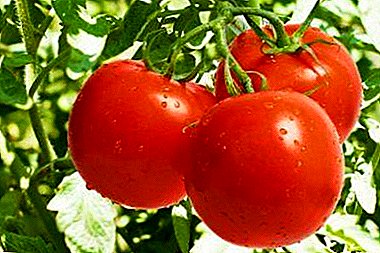 מתמיד חסון עם מוניטין טוב - עגבנייה "בורגנים": תיאור של מגוון, צילום
