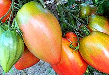 Odolné paradajky “Podsinskoe Miracle” od chovateľov minusinských chovateľov: popis odrody, foto