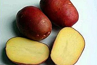 Patatas Rocco de mesa: descripción de variedades, foto, características.