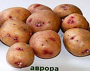 الجدول ، والبطاطا في وقت متأخر من "أورورا": وصف للتنوع والخصائص والصور