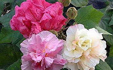 "Crazy Rose" ، أو Hibiscus Mutable (Hibiscus Mutabilis): الوصف ، الصورة ، المنزل المتنامي