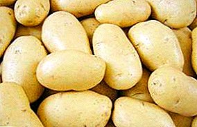 Pommes de terre “Juvel” super-productives et super productives: description de la variété et nuances importantes lors de la culture