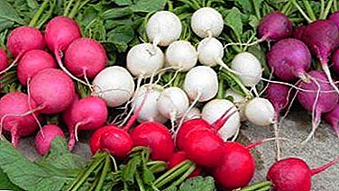 Harsh climate is not a hindrance: the best varieties of radish for Siberia