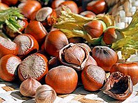 Dry hazelnuts at home