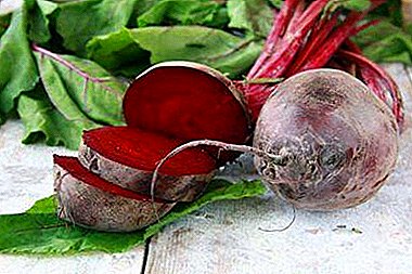 Beets in the diet of animals - is it possible to give vegetables to dogs, cats, guinea pigs and other pets?