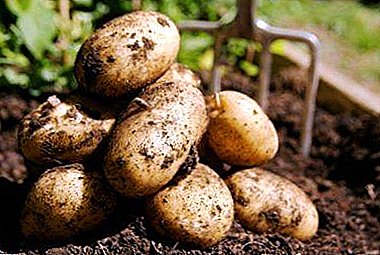 Superearly German potato "Veneta" variety description, characteristics, photos