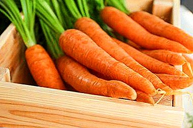 Fresh root vegetables year-round: we provide long-term storage of carrots and make preparations for the winter correctly