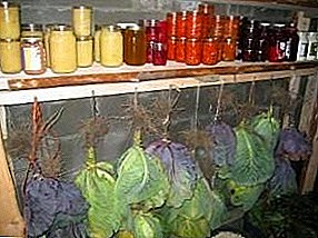 春まで新鮮な野菜：冬の間、地下室、ガレージ、ケーソンと地下室でキャベツを保存する方法？