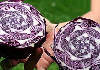 Fresh vegetables - the guarantee of health, all the information about red cabbage. Delicious Salad Recipes