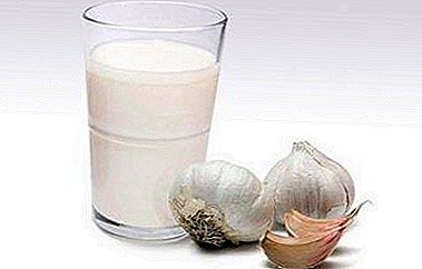 Une combinaison particulière, mais très utile, de lait et d'ail: recettes de médecine traditionnelle, contre-indications