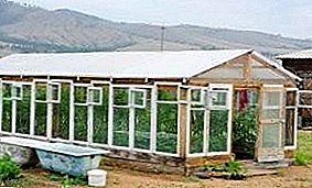 The hands: how to build a greenhouse of window frames