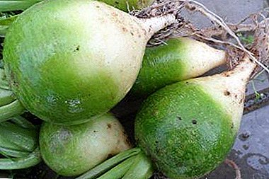 Properties of green radish - and not very useful. What is good for human health and what are the contraindications?