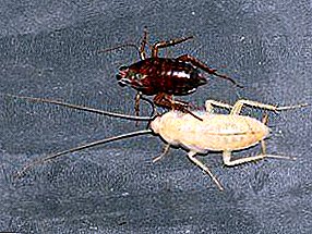 Secrets and speculation about white albino cockroaches: where did they come from, what is it all about, are they dangerous to humans