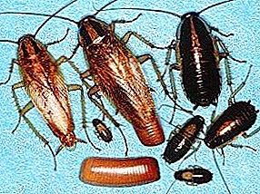 These different types of cockroaches: domestic, tropical, forest and even flying. Photo and description of all varieties