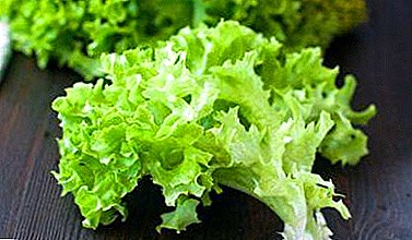 Such a diverse salad lettuce: Riga, Tatar, Northern blush and other types and varieties