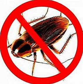 안개로 바퀴벌레를 죽이는 기술 : 어떤 온도에서 그들이 죽고 서리를 두려워합니까?
