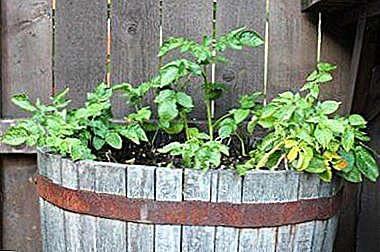 The technology of growing potatoes in a barrel from "A" to "Z"