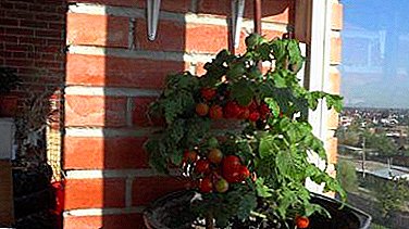 Technologie des Anbaus von Tomaten auf der Fensterbank. Anleitung von A bis Z.