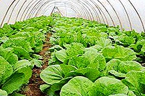La tecnología de cultivo de las primeras plántulas de Beijing, coliflor y brócoli en un invernadero sin calefacción.