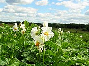 The technology of growing high-yielding potatoes in different ways