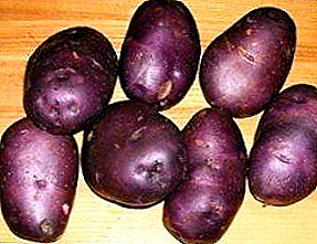 Beleza frutado escuro vem da Ucrânia - descrição da variedade de batata "Darkie"