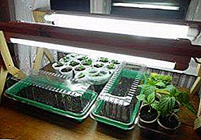 The darkness of their enemy, highlighting pepper seedlings at home