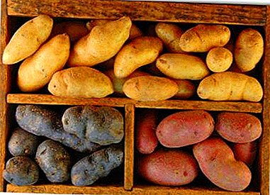 Temperatur, fuktighet, lys og andre krav til oppbevaring av poteter om vinteren