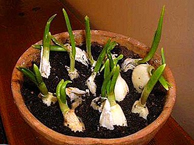 Now you will know thoroughly how to grow garlic at home.