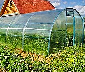 Polycarbonate Greenhouse DIY