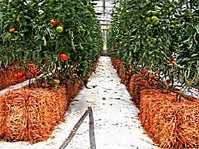 Warm beds in the greenhouse with their own hands: the device, the formation, useful tips