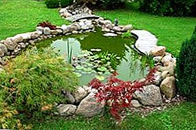Common mistakes when creating a pond in the garden