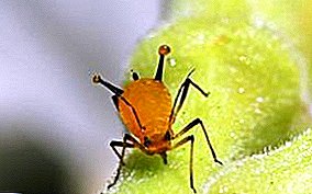 Aphids in the review: white, black, home and other species