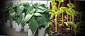 Only transshipment! Seedlings without picking peppers