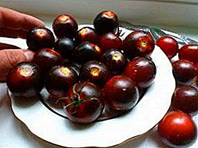 Cherry Tomato Black oder Black Cherry: Beschreibung der Sorte mit einem einzigartigen süßen Geschmack