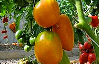 Tomat "Koenigsberg Golden": beskrivning, fördelar, förebyggande av sjukdomar