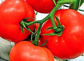Pomidor, który nigdy nie pozwoli Mobilowi ​​opuścić: opis i zdjęcie odmiany średnio wczesnej