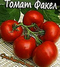 Tomato, asalnya dari Moldova - keterangan dan ciri-ciri pelbagai obor tomato