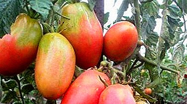 الطماطم مع اسم جميل "باليرينا": الصورة ووصف متنوعة