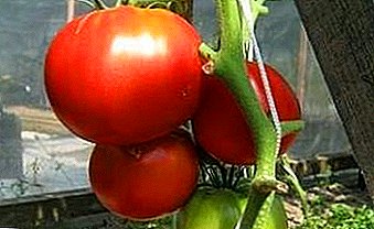 Romantik adı "Early Love" olan domatesler: çeşitliliğin, özelliklerin, fotoğrafların tanımı
