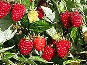 Seluk-beluk raspberry yang tumbuh di rumah kaca sepanjang tahun