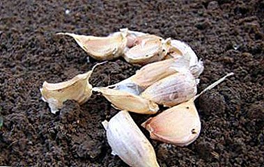 The subtleties of planting garlic cloves spring in open ground