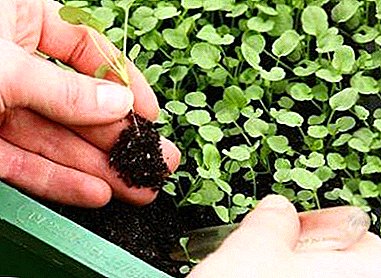 The subtleties of gardening - what is picking basil and how to implement it?