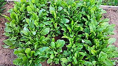 Subtleties fertilizer sorrel. What and how to feed in spring, autumn and after cutting?