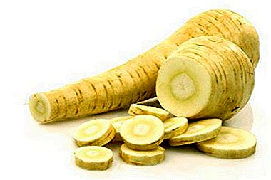 The subtleties of growing parsnip: from the choice of variety to collection and storage